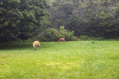 Whitetail Deer Arcadia Maine Aug 2021